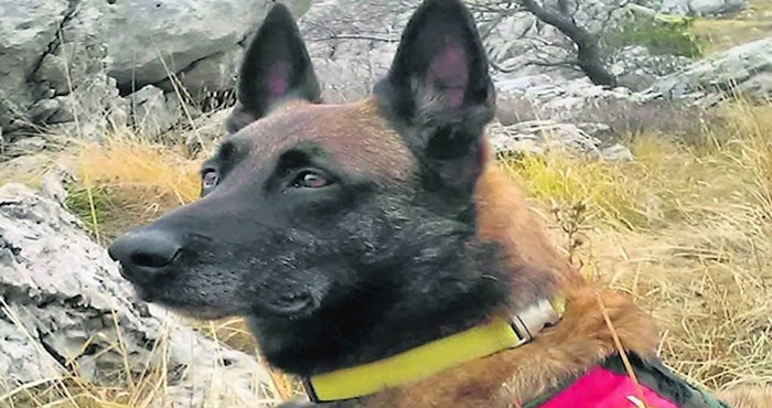 Pas kojeg su htjeli uspavati zbog agresivnosti spasio je ženu zakopanu pod ruševinama
