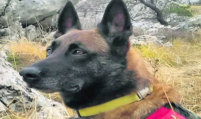 Pas kojeg su htjeli uspavati zbog agresivnosti spasio je ženu zakopanu pod ruševinama