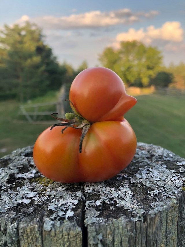 Rajčica u oblku patke