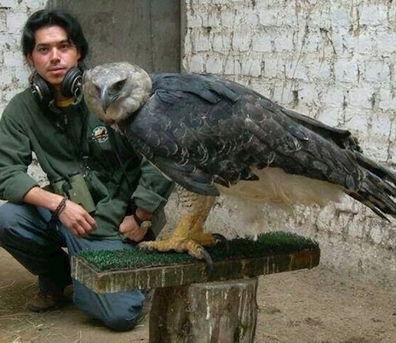 13. Ovaj je orao stvarno veličanstven!