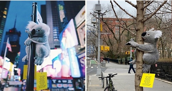 Plišane koale diljem New Yorka podižu svijest o australskim požarima