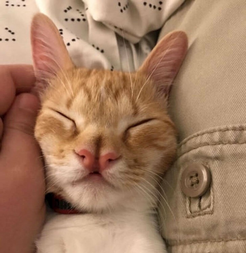 1. "Prije nekoliko dana pred moj kućni prag dolutala je ova jako posebna maca. Sad je moja ljubimica!"