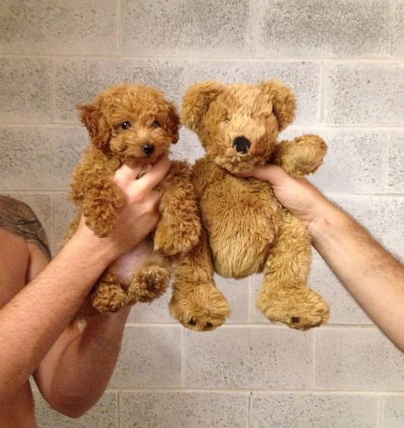 Tko je medo, a tko psić?