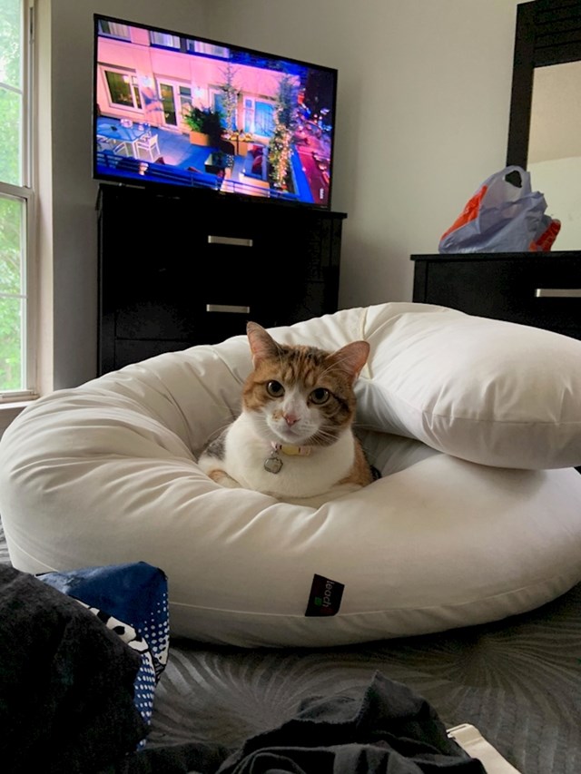 15. "Svi ukućani svađaju se oko ovog jastuka. Mačka obično pobijedi."