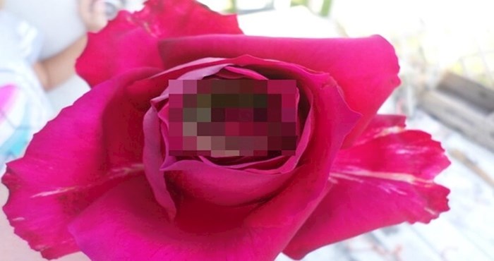 Kao iz Disneyjevih priča - pogledajte što se skriva u ovoj prekrasnoj ruži