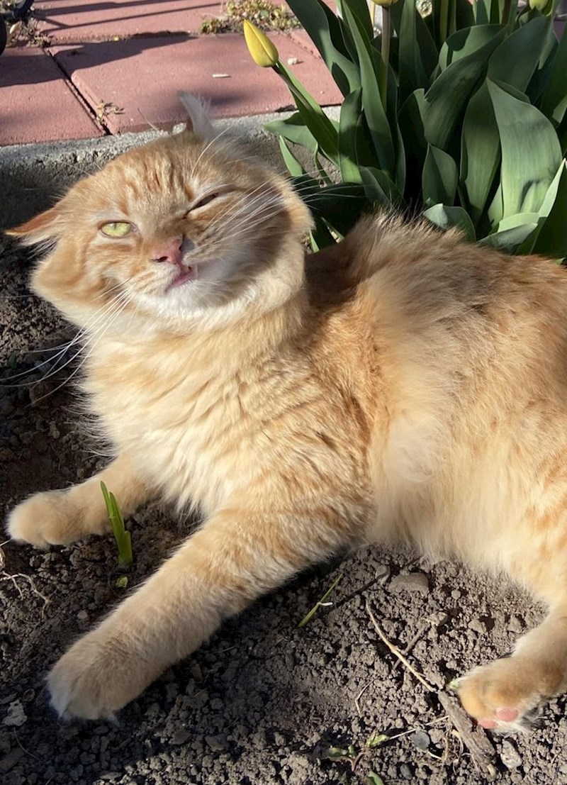 2. "Uhvatila sam fotku svoje mace baš u trenutku kihanja!"