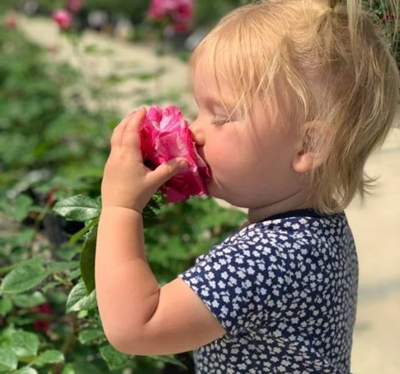 Prvi put miriši ružu.