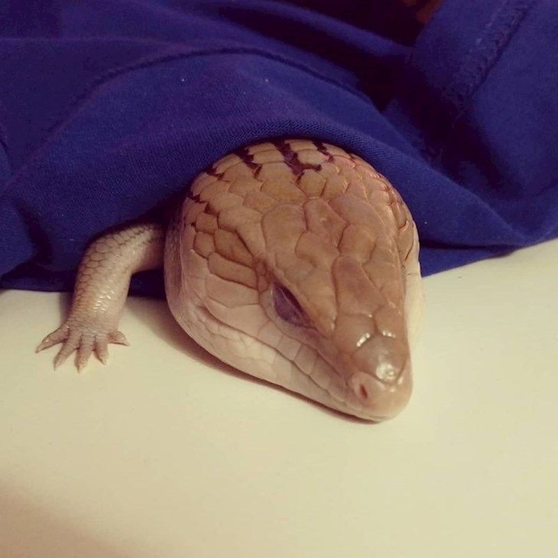 "Moj kućni ljubimac voli uživati pod dekicom."