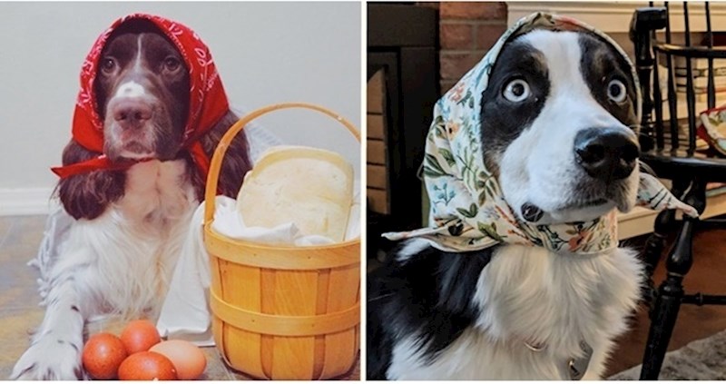 Psi koji izgledaju kao bakice s maramama zavladali Instagramom