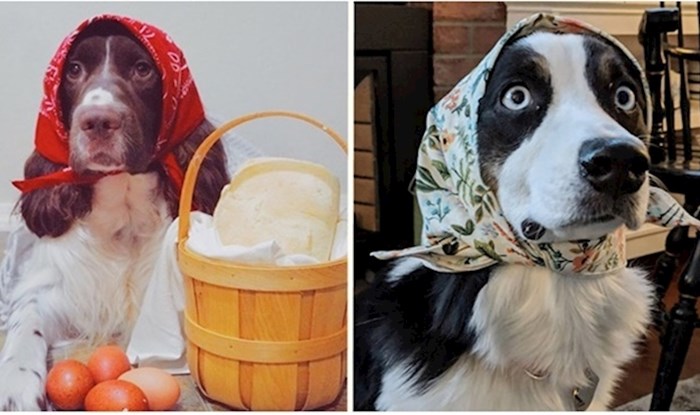 Psi koji izgledaju kao bakice s maramama zavladali Instagramom