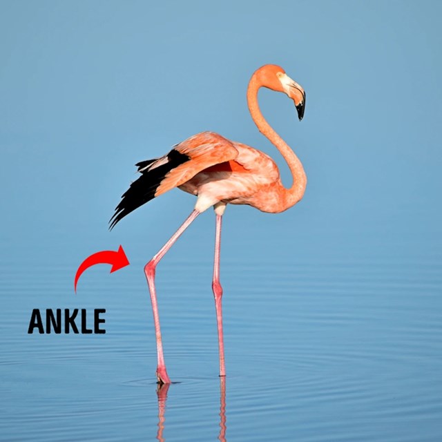 3. Flamingosi savijaju noge u gležnju, a ne u koljenu.