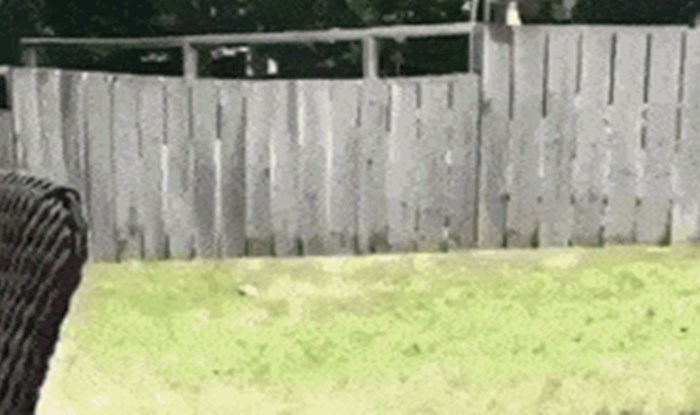 Dječak i njegov susjed obožavaju se igrati preko ograde i pritom izgledaju preslatko