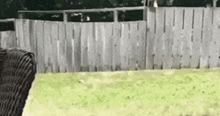 Dječak i njegov susjed obožavaju se igrati preko ograde i pritom izgledaju preslatko