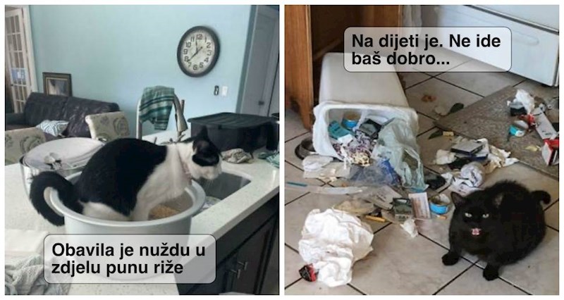 18 fotki koje dokazuju da mačke mogu biti jako, jako bezobrazne