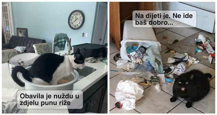 18 fotki koje dokazuju da mačke mogu biti jako, jako bezobrazne