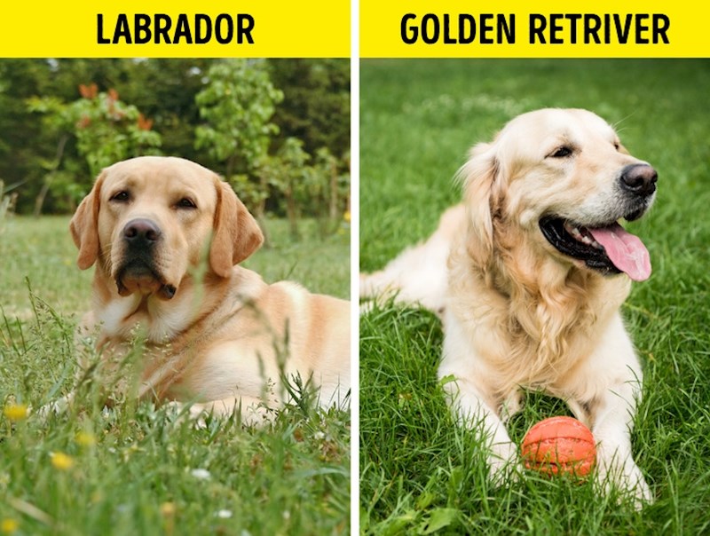 12. Labradori/ Zlatni retriveri