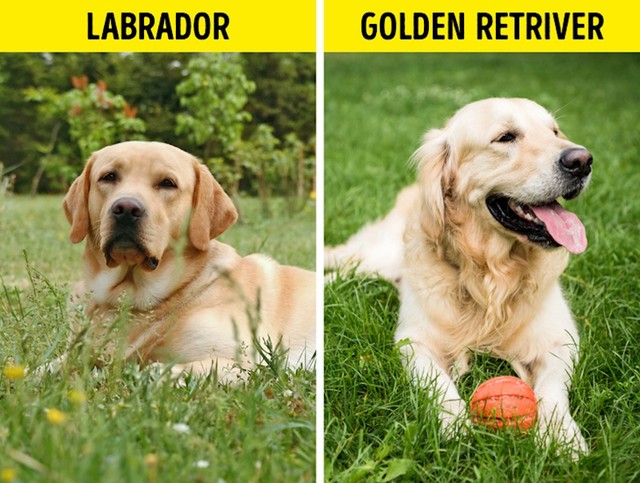 12. Labradori/ Zlatni retriveri