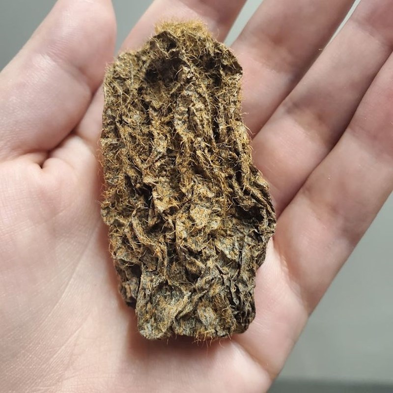 12. Ovo je nekoć bio kivi