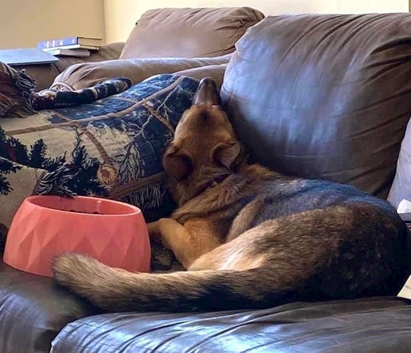 "Kupujem joj najskuplju hranu koju odbije ako u nju ne stavim neko dodatno meso. Ovako to izgleda kad ju molim da jede."