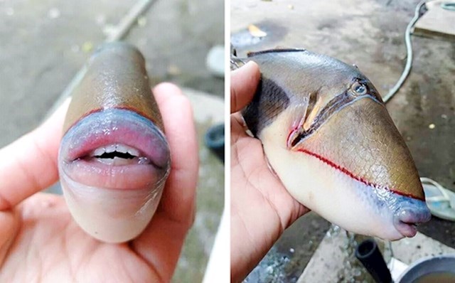 2. Ribar je na svojem Twitteru podijelio fotografiju ove vrlo neobične ribe koju je izvukao iz oceana