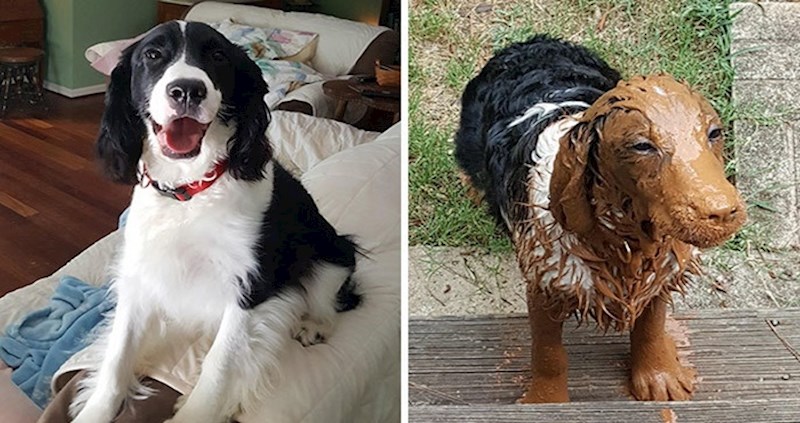 30 fotografija koje će vas podsjetiti da ne dopuštate vašem psu igru u blatu