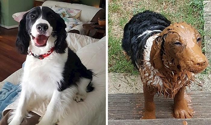 30 fotografija koje će vas podsjetiti da ne dopuštate vašem psu igru u blatu