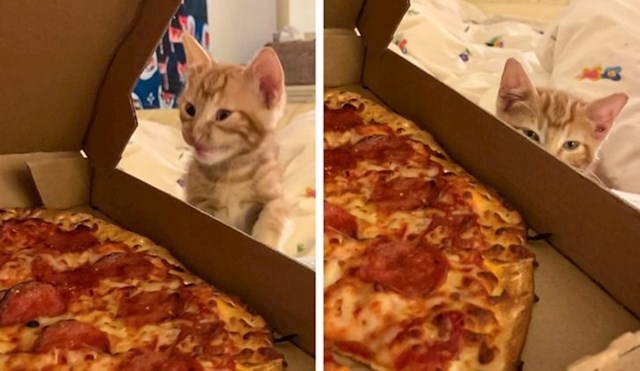 11. "Naš mačić postane čudovište kad vidi pizzu!"