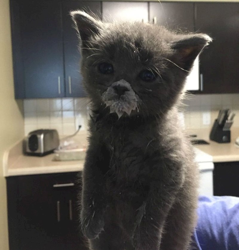 2. Prvi put je pila iz zdjelice, vidi se da još nije baš naučila 😁