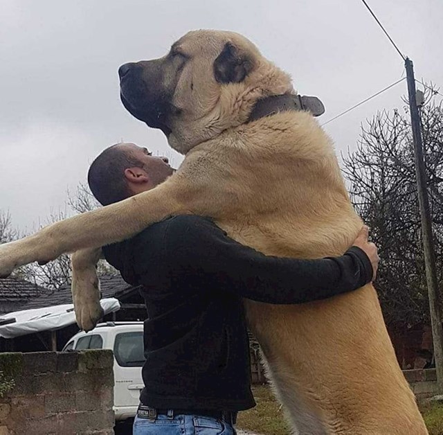 14. Veći je i viši od vlasnika, koji je visok 190 cm!