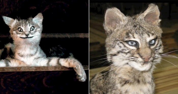 20 vlasnika koji su preparirali svoje mačke i zgrozili internet
