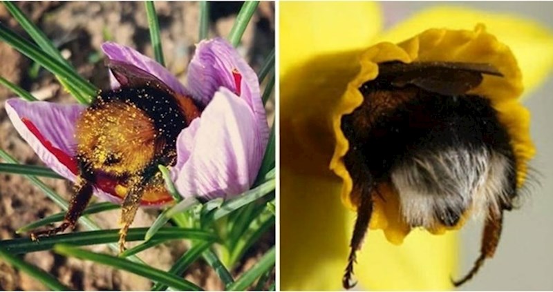 Ovi bumbari i njihove slatke guze svidjet će se i onima koji ne vole kukce