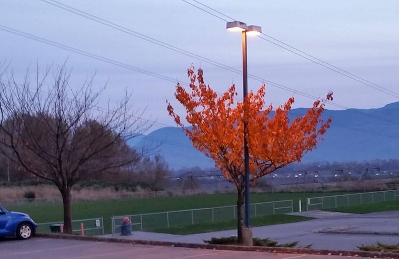5. Stabo kojem lišće nije otpalo zbog ulične svjetiljke