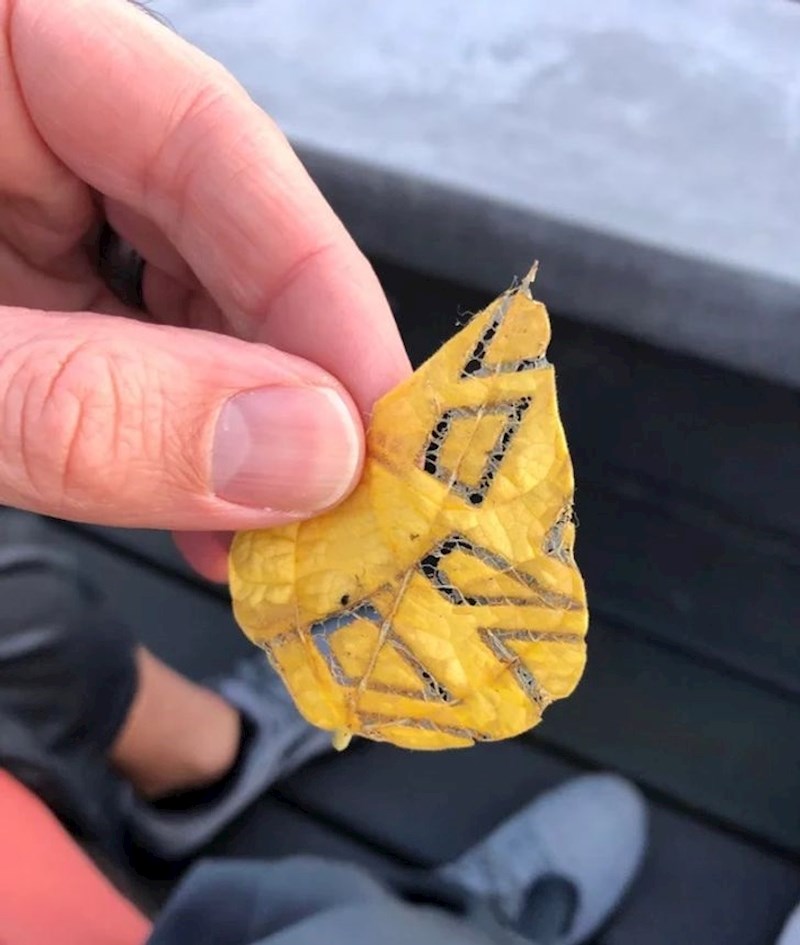 "Kukac je izgrizao ovaj list na jako zanimljiv način."