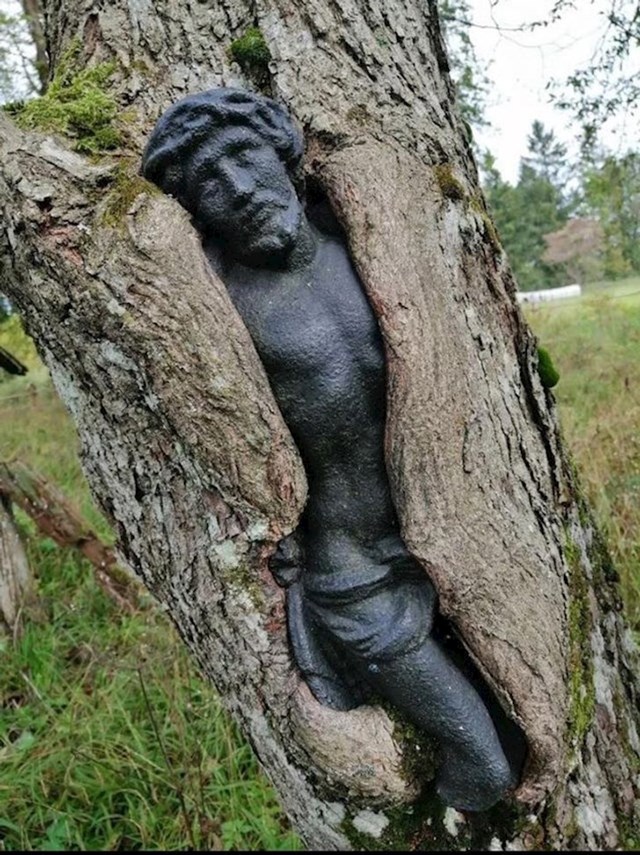 13. Skulptura skrivena unutar debla