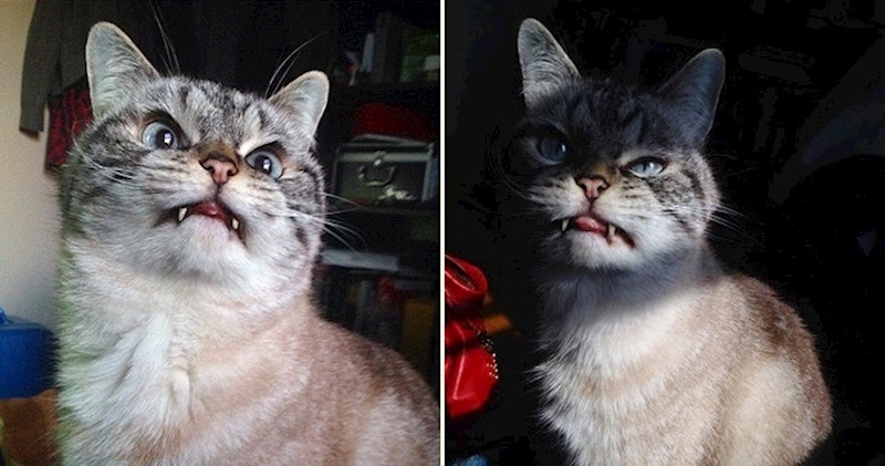 Blesavi mačak Loki postao je planetarno popularan jer podsjeća na vampira