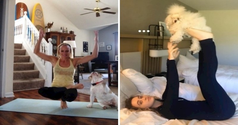 20 fleksibilnih kućnih ljubimaca kojima joga ide bolje nego ljudima