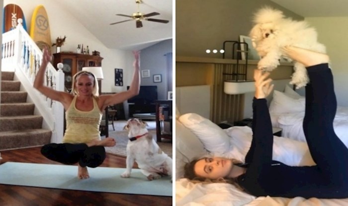 20 fleksibilnih kućnih ljubimaca kojima joga ide bolje nego ljudima