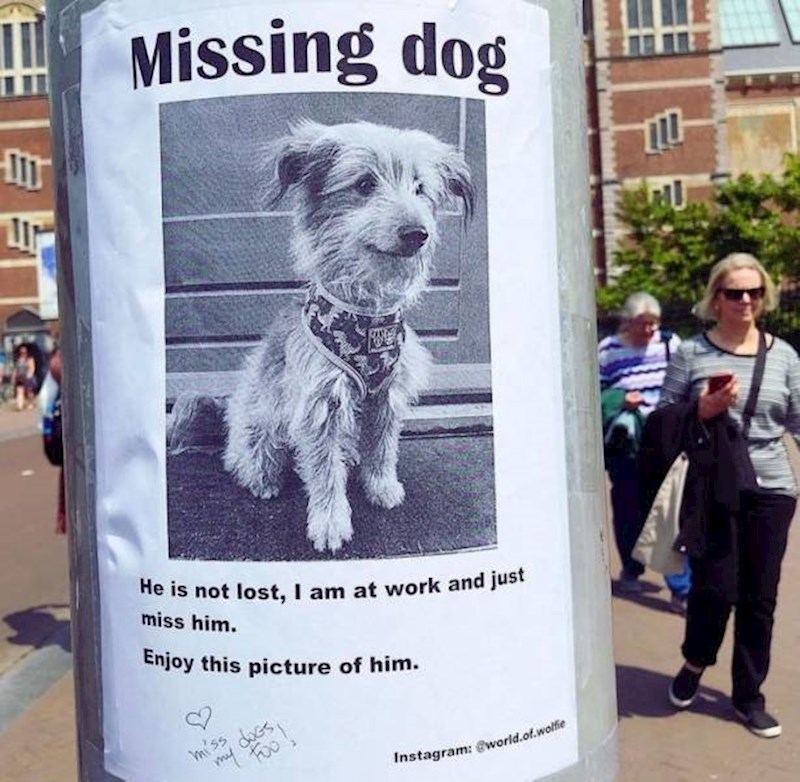 18. Pas se nije izgubio, samo joj nedostaje dok je na poslu🥰