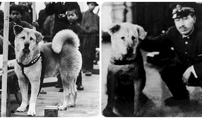 Ovako je izgledao pravi Hachikō, odani pas koji je 9 godina na kolodvoru čekao pokojnog vlasnika
