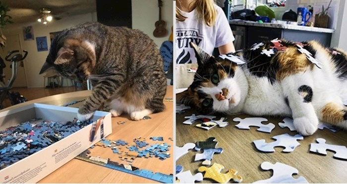 25 pametnih maca koje pomažu vlasnicima složiti puzzle