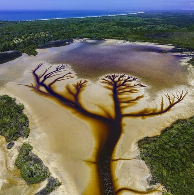6. Drvo života jezeru u Australiji.