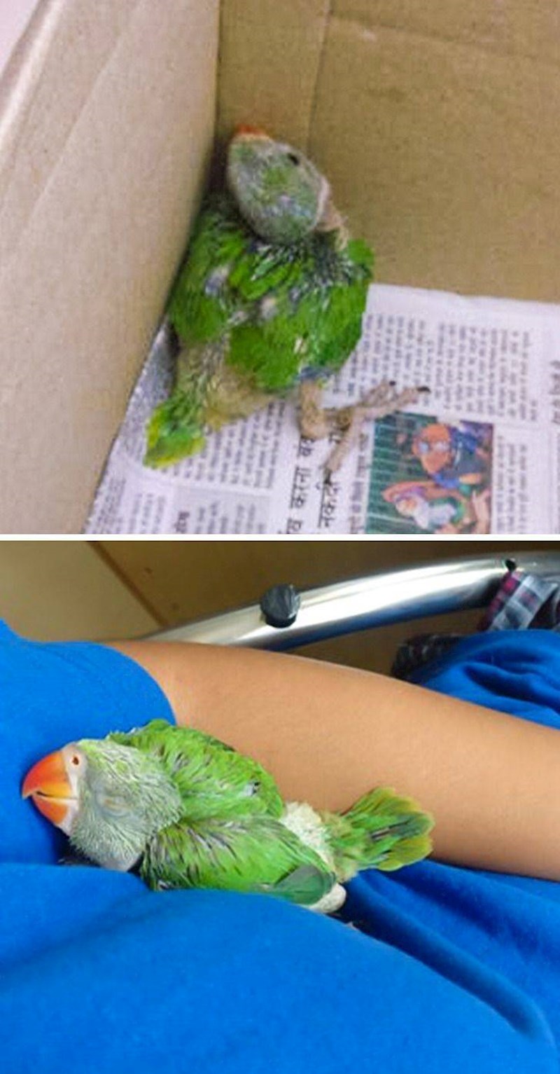 4. Spasili su papigicu koja se sad stalno želi maziti s njima