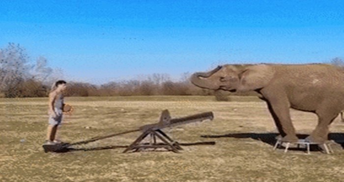 Akrobat je pomoću dva slona napravio nešto što će vas ostaviti bez teksta