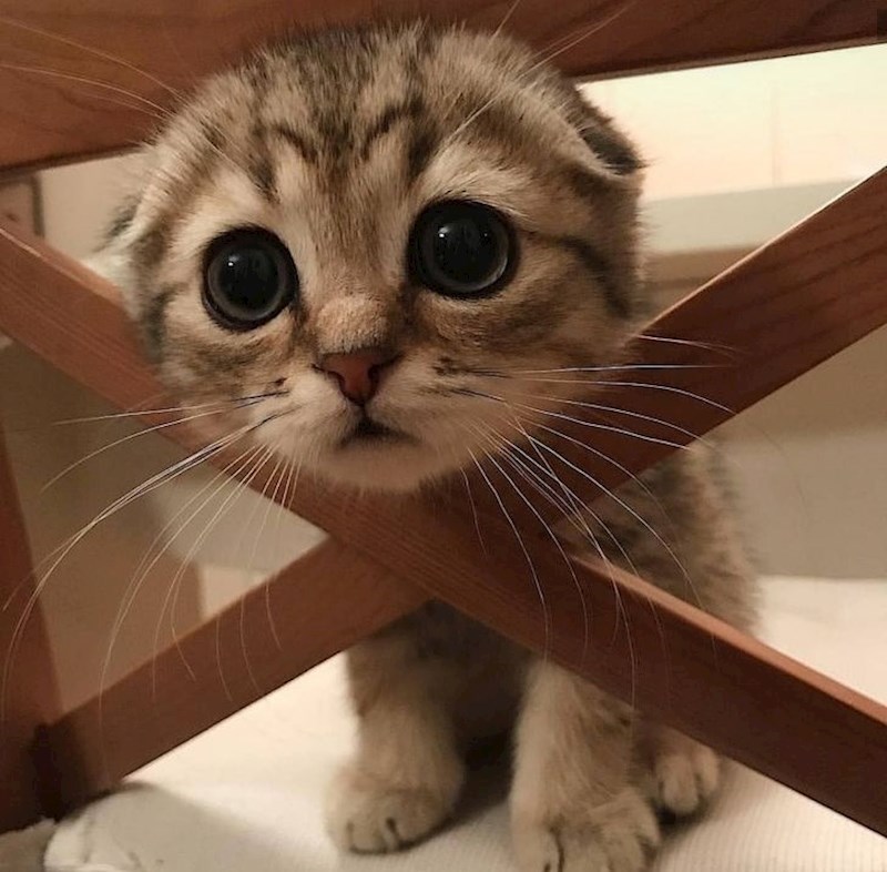 15. Kako reći ne ovom pogledu?!🥺