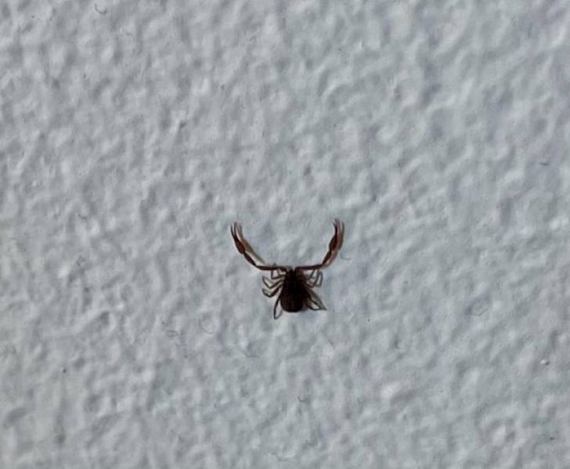 14. Izgleda kao plod ljubavi škorpiona i krpelja😧