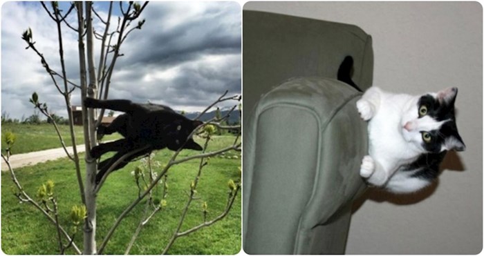20+ fotografija koje dokazuju da za mačke sila gravitacije ne vrijedi