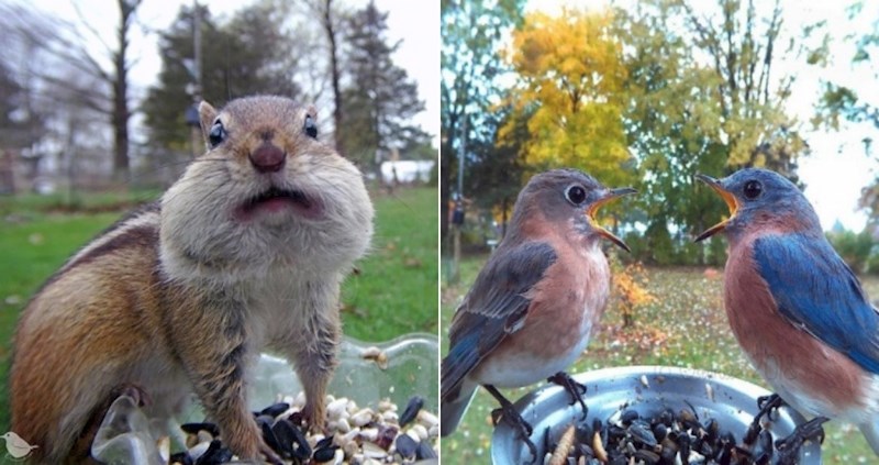 Djevojka je napravila platformu za hranjenje životinja i ugradila kameru, fotke su genijalne