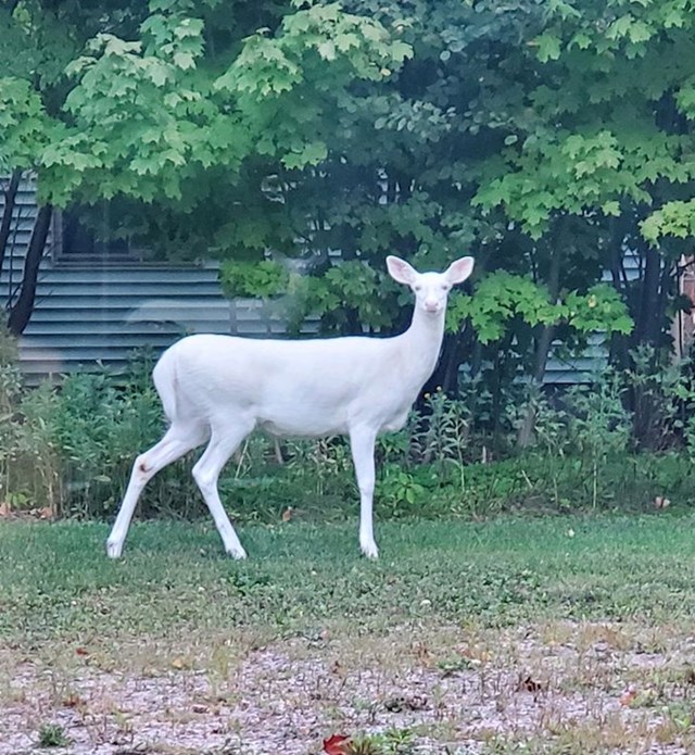 3. Nekome je u dvorište ušetao mladi albino jelen! Predivno!❤️