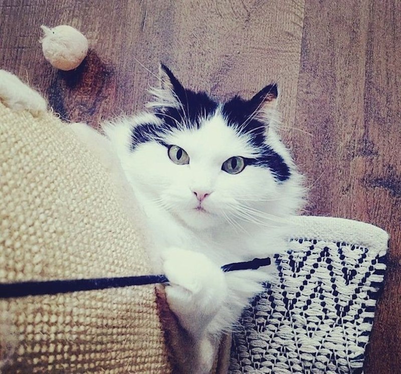 6. I ova maca izgleda kao da ima make up! Pin up model!😍