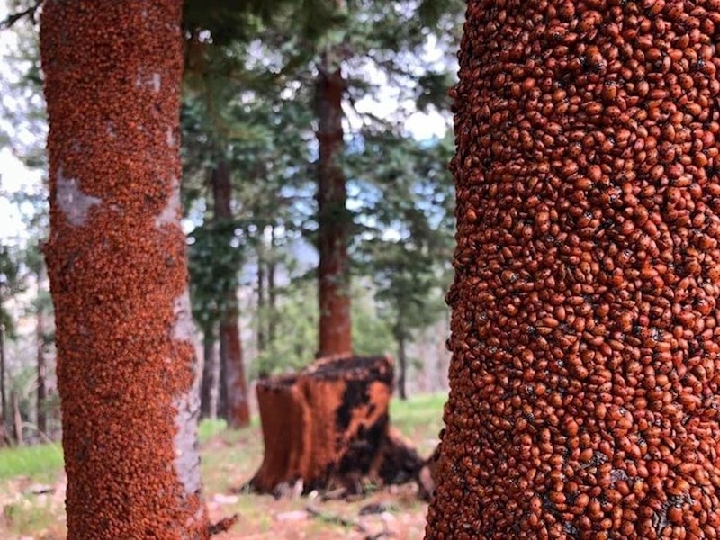 Kukci su prekrili deblo.